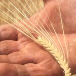 Glifosato en la cerveza, espigas de cebada cervecera de dos carreras en el campo