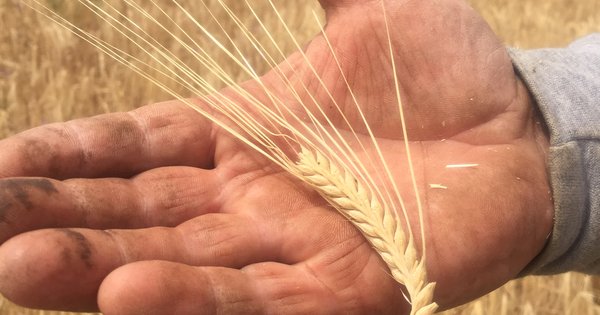 Glifosato en la cerveza, espigas de cebada cervecera de dos carreras en el campo