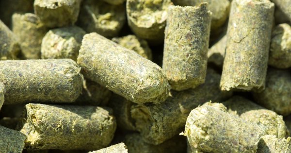 Hop creep, pellets de lupulo anadidos en seco a una IPA en fermentador