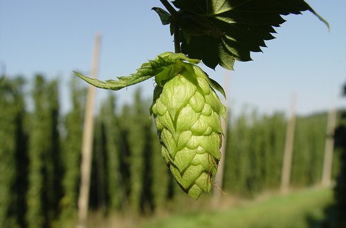 Cono de lúpulo Cono de lúpulo en una plantación, origen de los tioles y terpenos que dan el carácter juicy a una IPA