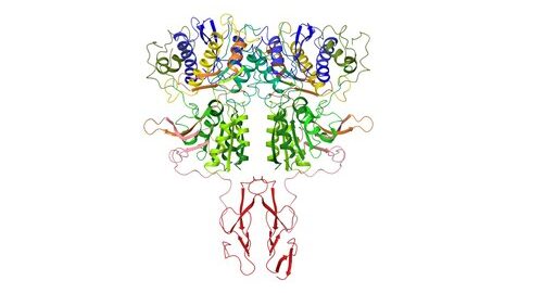 Receptor sensor de calcio Estructura del receptor sensor de calcio humano CaSR, el receptor de las sustancias kokumi