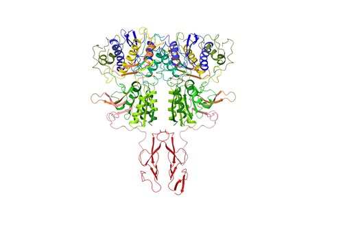 Receptor sensor de cálcio Estrutura do receptor sensor de cálcio humano CaSR, o receptor das substâncias kokumi