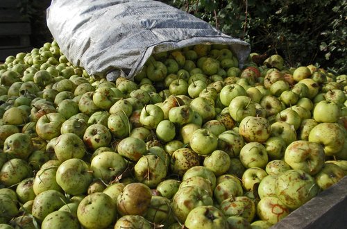 Manzanas de sidra Montón de manzanas de sidra verdes recién recolectadas