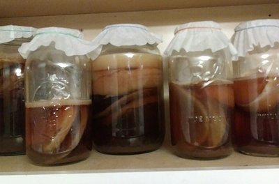 SCOBY de kombucha Frascos de kombucha caseira com o SCOBY flutuando sobre o chá fermentado