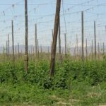 Terroir del lupulo, campo de lupulo en el valle de Yakima, Washington