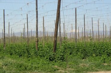 Terroir del lupulo, campo de lupulo en el valle de Yakima, Washington