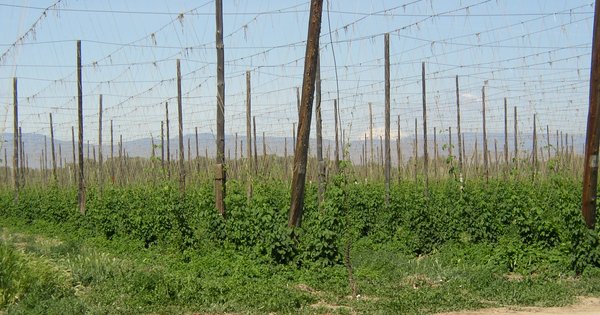 Terroir del lupulo, campo de lupulo en el valle de Yakima, Washington
