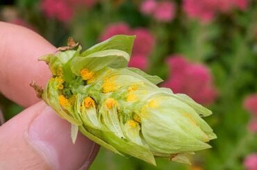 Tioles en la cerveza, corte de un cono de lupulo con las glandulas de lupulina