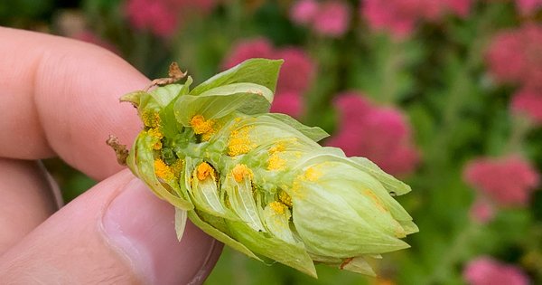 Tioles en la cerveza y lupulina del lúpulo Tioles en la cerveza, corte de un cono de lúpulo con las glándulas de lupulina