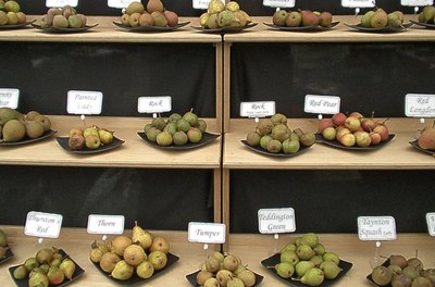 Peras de perada Muestra de variedades de pera de perada con sus nombres